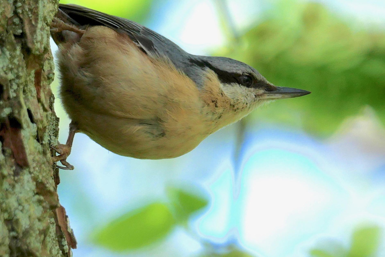 May 2025 Denmark: Birding Tour with Skagen Fuglefestival