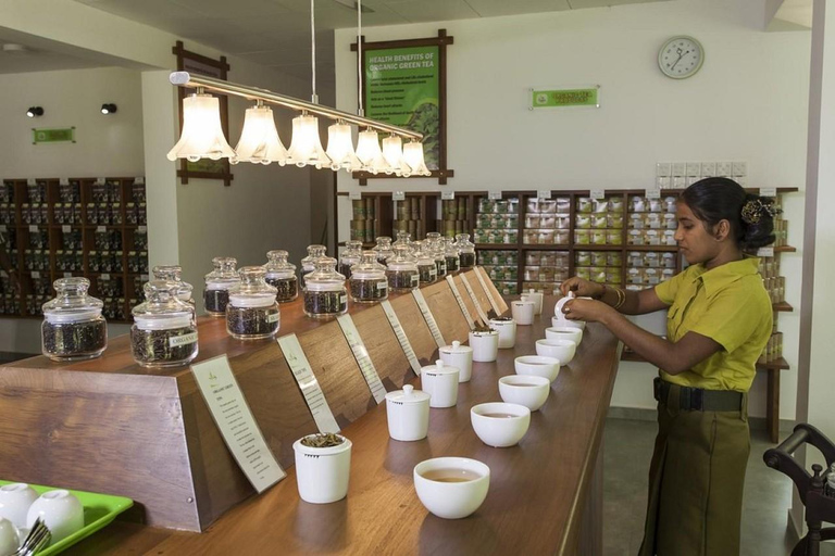 Tea Factory Tour with Tea Tasting , Pickup and Drop off