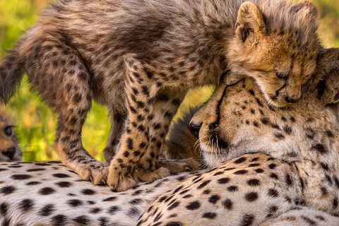 Safari de lujo de 9 días por el Parque Kruger y Ciudad del CaboSafari de 9 días por el Parque Kruger y Ciudad del Cabo en autocar de lujo