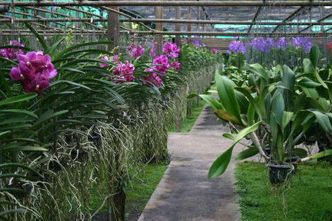 Templo de Doi Suthep, Quinta de Orquídeas e Cascata de Sticky com almoço