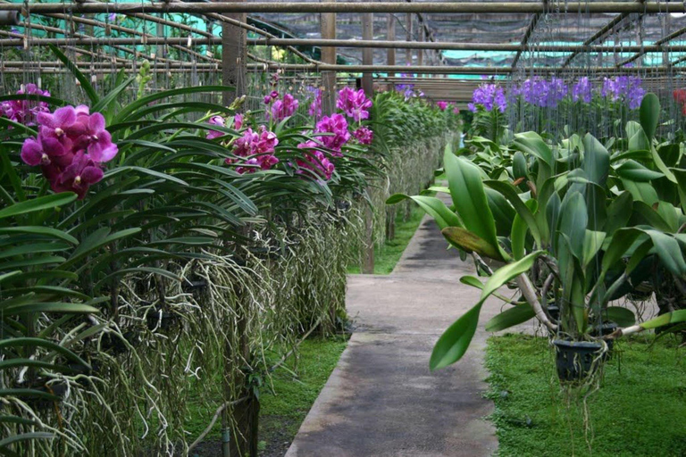 Doi Suthep Tempel, Orchideeën Hoeve &amp; Kleverige Waterval met Lunch