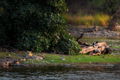Von Jaipur aus: 1 Tagestour zum Ranthambore Tiger Reserve