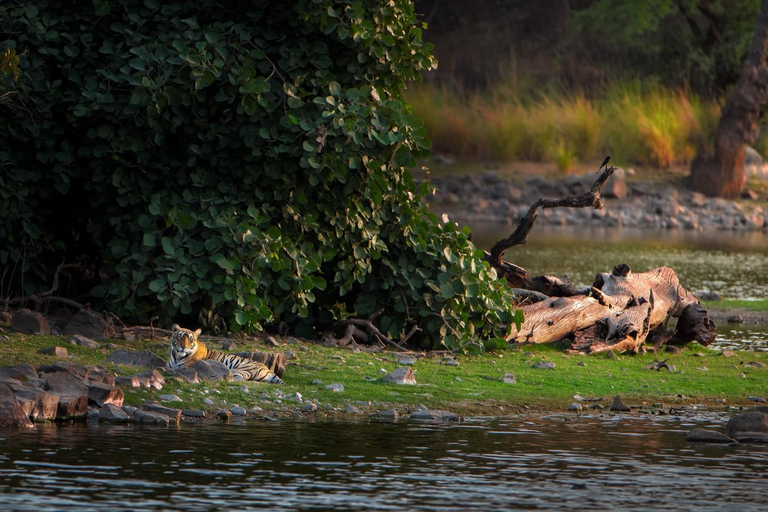 Von Jaipur aus: 1 Tagestour zum Ranthambore Tiger Reserve
