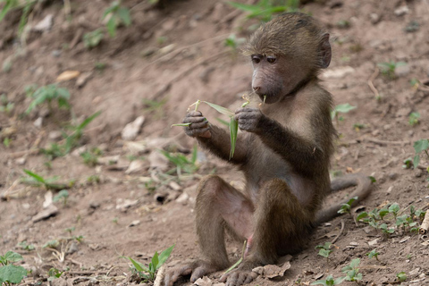 Tanzania:Onvergetelijke 5-daagse safari en culturele ervaring