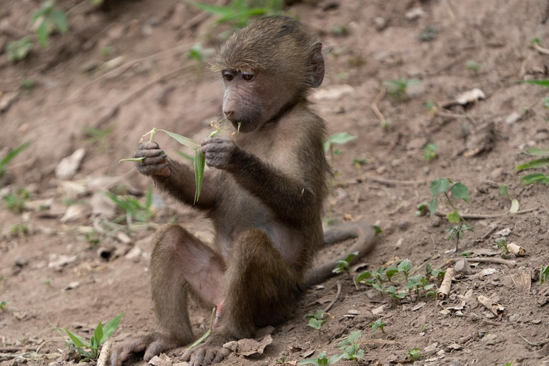 Tanzania: 5-dniowe safari i doświadczenie kulturowe nie do zapomnienia