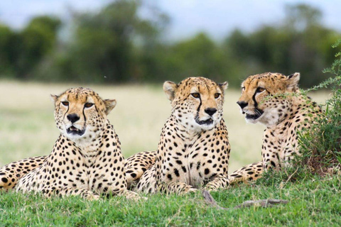 Game drive in Nairobi National Park met gratis halen en brengen