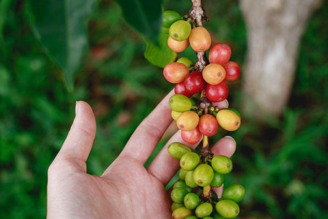 Tour privado de la plantación de café con degustación y almuerzo