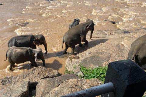 Vanuit de haven van Colombo : Excursies Pinnawala