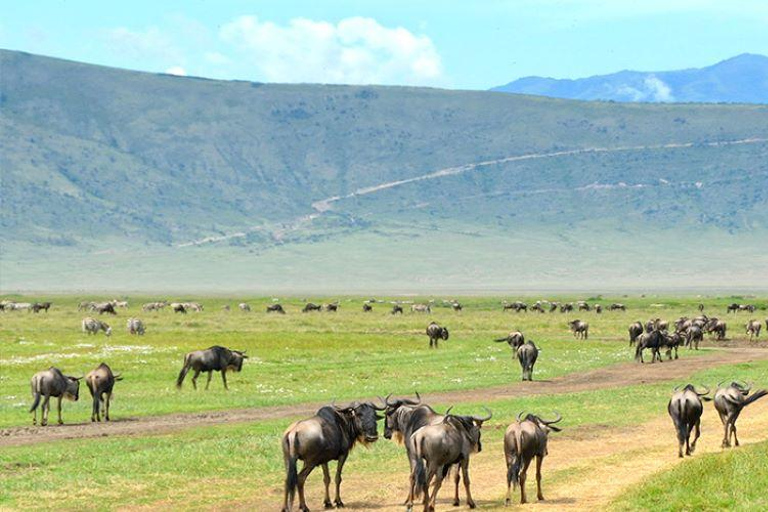 3 Tage Serengeti &amp; Ngorongoro Private Safari