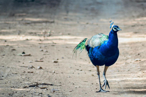 Depuis Delhi : voyage de plusieurs jours dans le Triangle d'Or avec safari tigresVisite du Triangle d'or de 7 jours sans hôtel