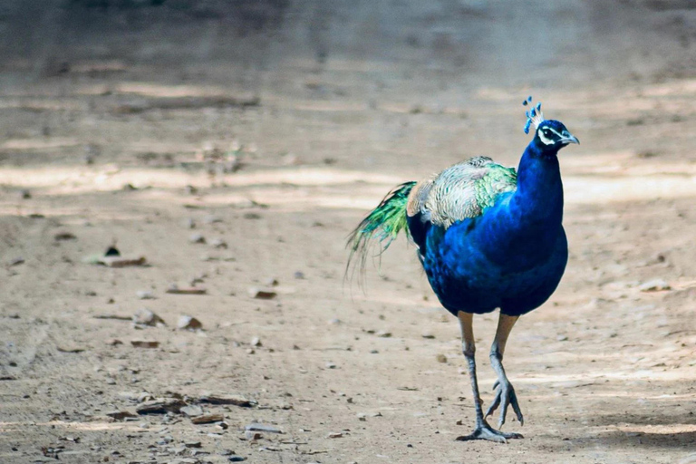Depuis Delhi : voyage de plusieurs jours dans le Triangle d'Or avec safari tigresVisite du Triangle d'or de 7 jours sans hôtel
