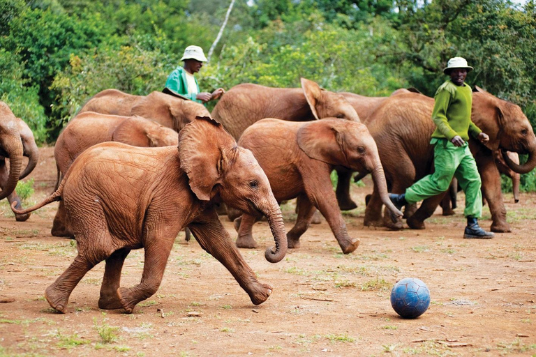 Guidad tur: Elefantbarnhem och Giraffcenter-Nairobi