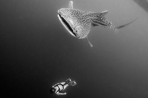 Cebu: Oslob Whale Shark, Tumalog Falls, and Sumilon Sandbar