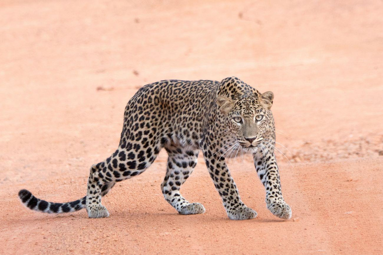 Yala National Park: Day Trip From Riu Hotel Ahungalla