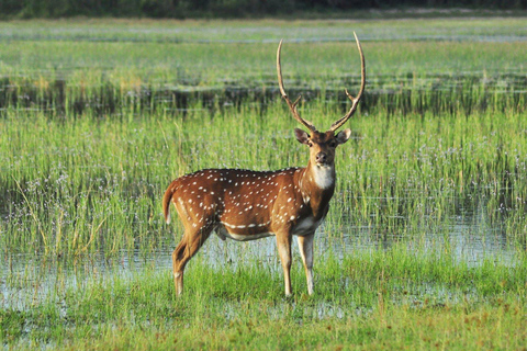 Safari de l'après-midi dans le parc national de Minneriya (tout compris)Safari tout compris dans l'après-midi dans le parc national de Minneriya