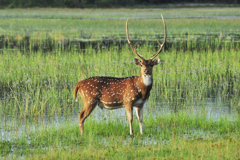Safari de l'après-midi dans le parc national de Minneriya (tout compris)Safari tout compris dans l'après-midi dans le parc national de Minneriya