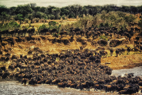 Nairobi: Masai Mara National Reserve Full-Day Safari