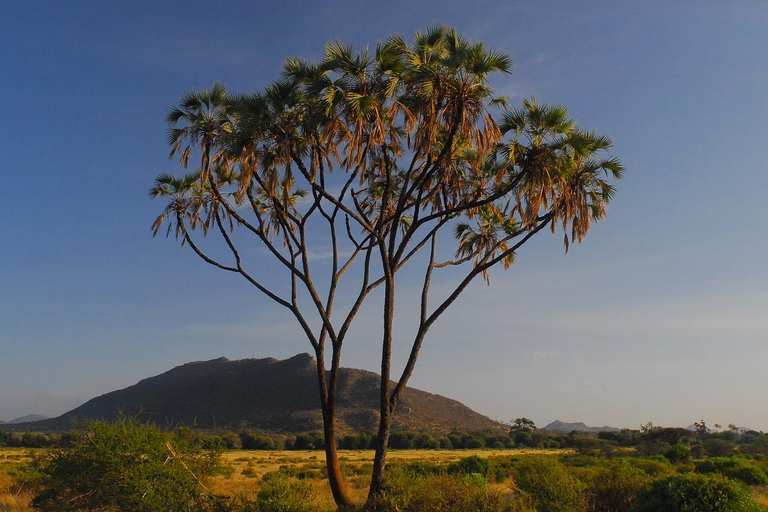 6-tägige Samburu Löwenjagd, Wandern und Camping Safari