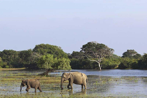 3-Day Mahiyanganaya Wildlife, Waterfalls, Culture, Yala Drop