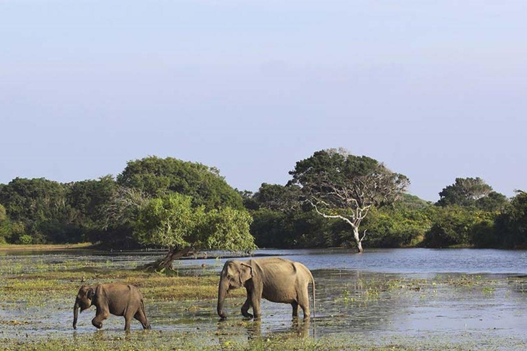 3-Day Mahiyanganaya Wildlife, Waterfalls, Culture, Yala Drop