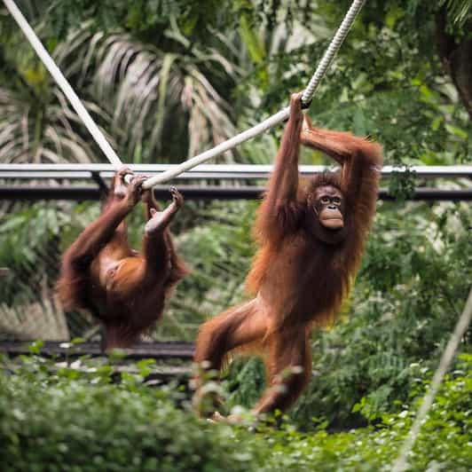 Bali Zoo: colazione guidata con osservazione degli oranghi