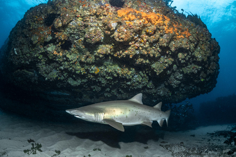 Bondi : Plongée avec les requins à Bushrangers Bay pour les plongeurs certifiés