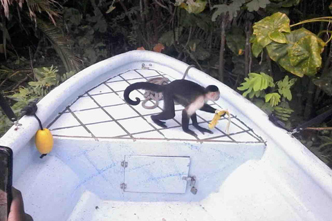 Panamá: Excursión a la Isla de los Monos, el Santuario de los Perezosos y el Lago Gatún