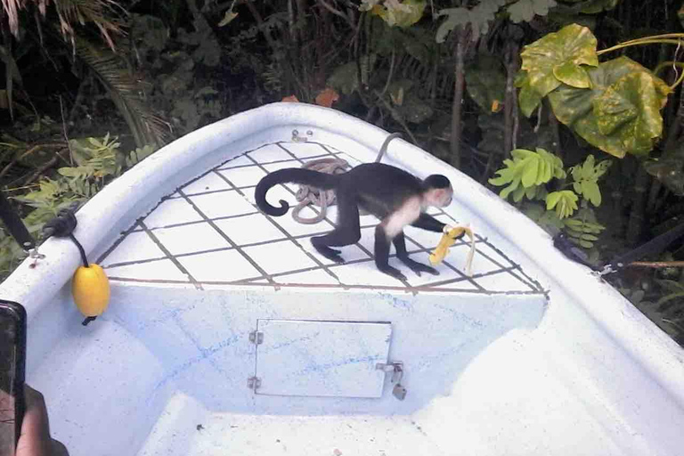 Panamá: Excursión a la Isla de los Monos, el Santuario de los Perezosos y el Lago Gatún