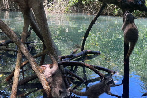 Mini Diving in Barú + Mangroves and Raccoons with lunch