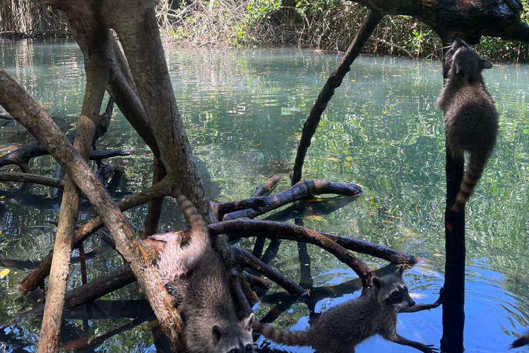 Mini plongée à Barú + Mangroves et ratons laveurs avec déjeuner