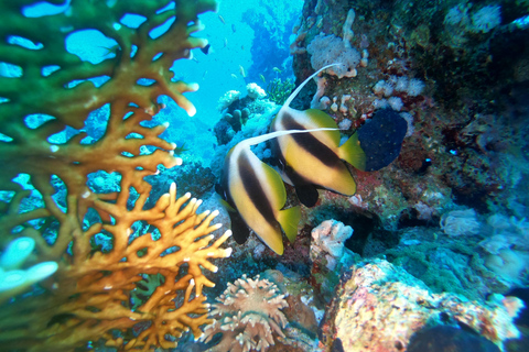 Sharm El Sheikh: Tiran Island Boat Trip w Snorkeling & Lunch