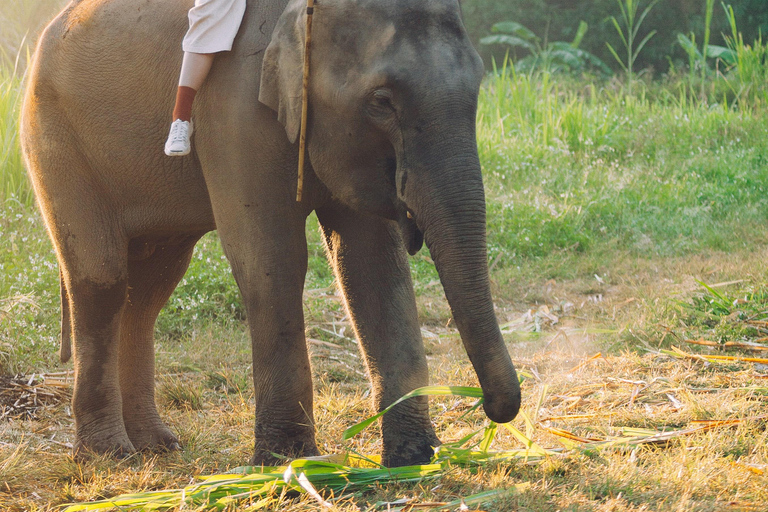 Jaipur: Rondleiding door Hathi Gaon Elephant Village