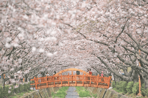 Seoul/Busan: Jinhae Cherry Blossom Festival Shuttle Bus From Seoul - Group Tour, meet at Dongdaemun (DDP)