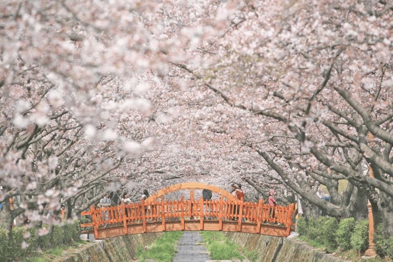 Seoul/Busan: Jinhae Cherry Blossom Festival Shuttle Bus From Seoul - Group Tour, meet at Dongdaemun (DDP)