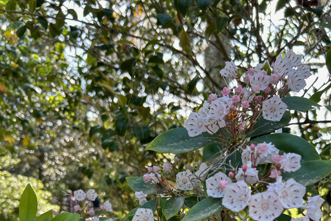 Charleston : Visite guidée de Middleton Place avec déjeuner