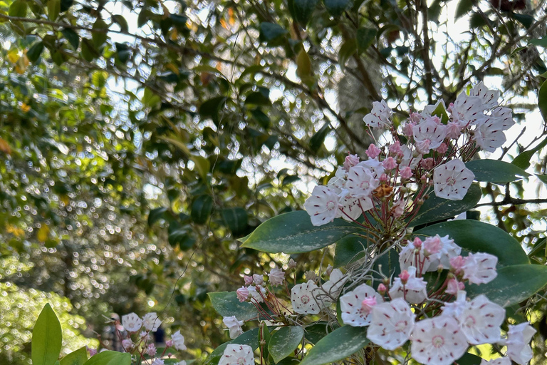 Charleston: Wycieczka z przewodnikiem po Middleton Place z lunchem