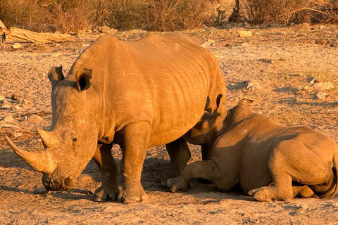 5 jours et 4 nuits de safari à Madikwe et Pilanersbeg