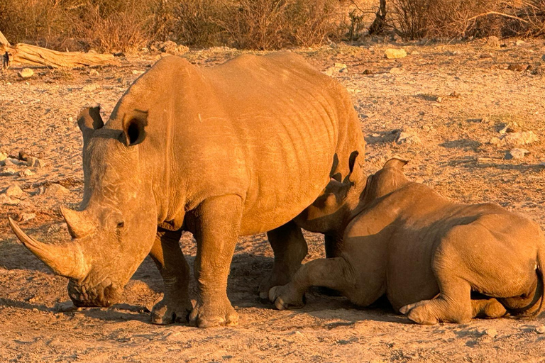 5 jours et 4 nuits de safari à Madikwe et Pilanersbeg