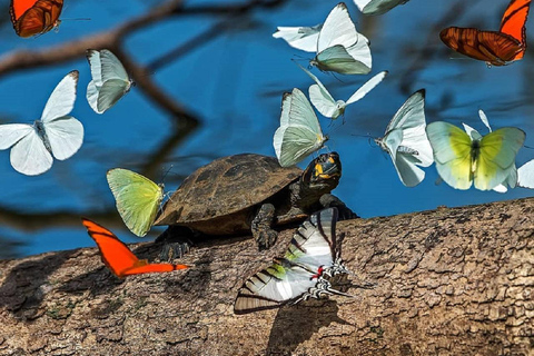 马尔多纳多港：塔里卡亚野生动物救援中心之旅