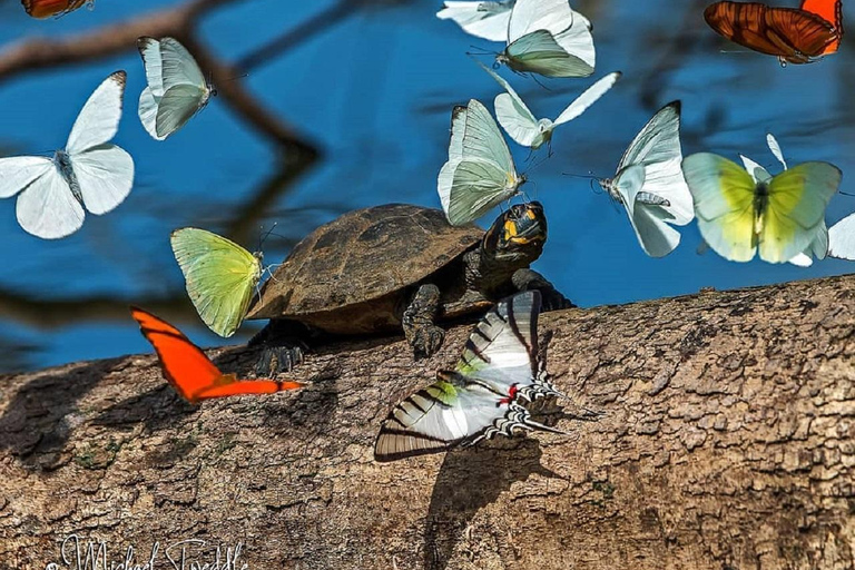 马尔多纳多港：塔里卡亚野生动物救援中心之旅