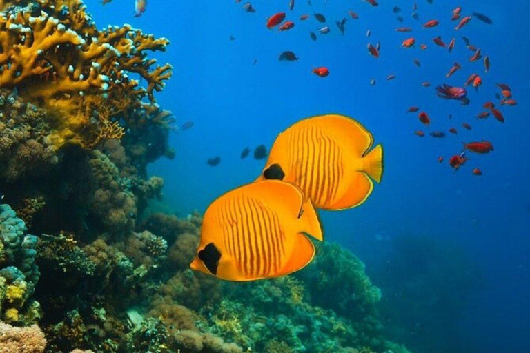 Wyspa Mnemba: półdniowa wycieczka łodzią z pływaniem z delfinami i nurkowaniem z rurkąPrywatna wyspa Mnemba – nurkowanie z rurką i pływanie z delfinami