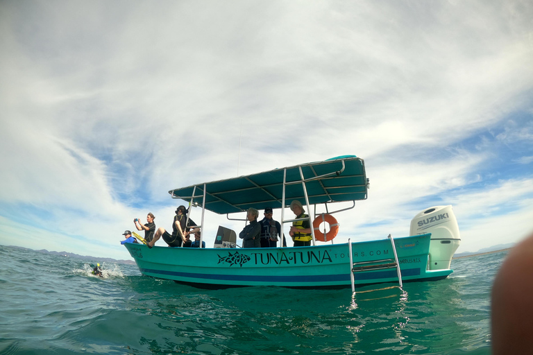 Small group Whale Shark snorkeling in La Paz, BCS, Mexico