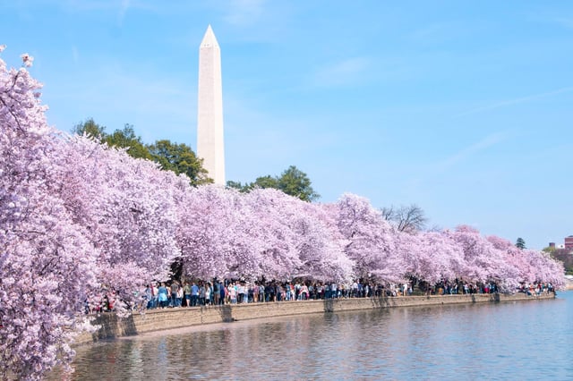 DC Cherry Blossoms &amp; Monuments Tour with Museum Tickets