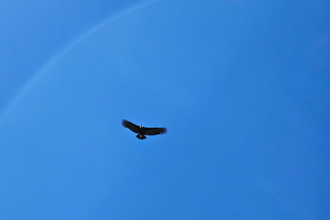 From Puno: Colca Canyon Expedition, Ending in Arequipa