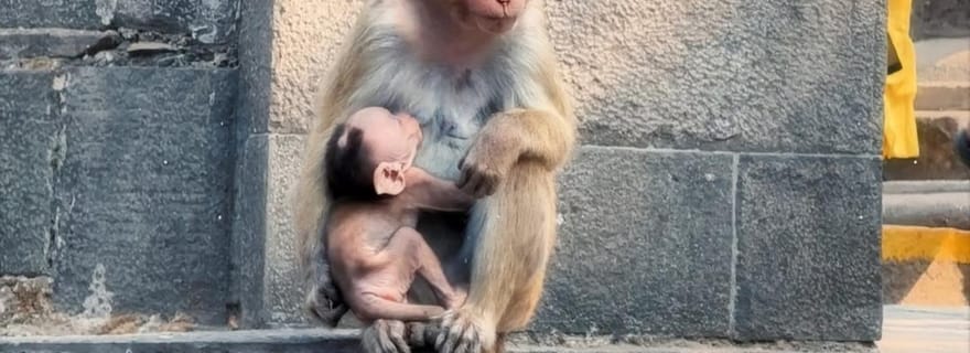 Mumbai et Goa : excursion privée combinée depuis le port