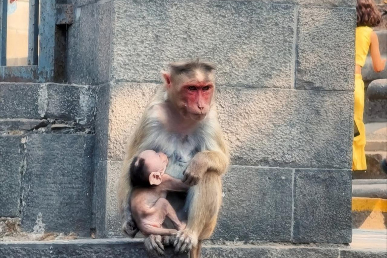 孟买 1 夜 1 日街头美食漫步、象岛和遗产之旅私人一日夜街头美食漫步之旅：大象和遗产