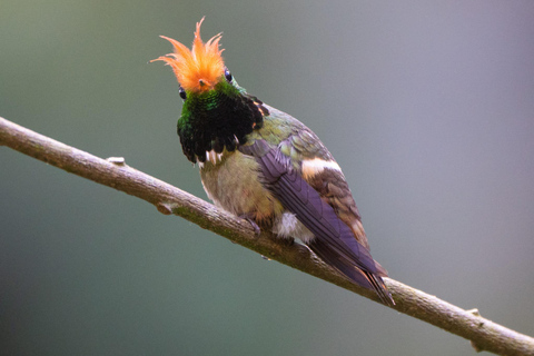 From Cusco: Manu Wildlife & Cloud Forest 3-Day Adventure