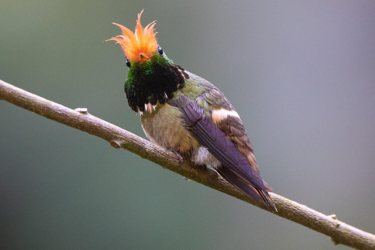 From Cusco: Manu Wildlife & Cloud Forest 3-Day Adventure