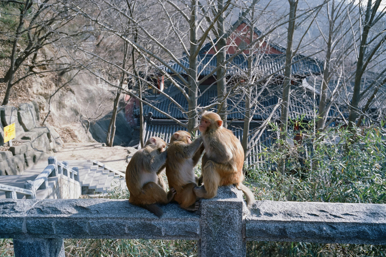 Nagano Snow Monkey private Day Tour from Tokyo