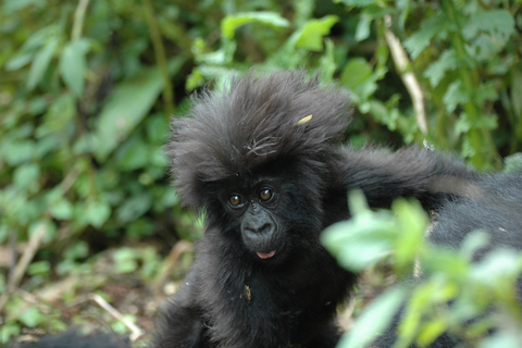 5 Días en el Parque Nacional Impenetrable de Bwindi